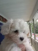 MaltaPoo , a male Maltipoo for sale in Lillington, NC – 4 of 7