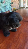 Tuxedo Maltipoo, a female Maltipoo for sale in Lillington, NC – 8 of 9