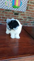 Toy Parti Maltipoo, a female Maltipoo for sale in Lillington, NC – 8 of 10