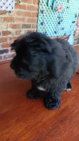 Tuxedo Maltipoo, a female Maltipoo for sale in Lillington, NC – 3 of 9