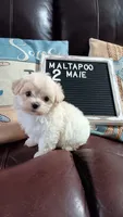 MaltaPoo #2, a male Maltipoo for sale in Lillington, NC – 4 of 4