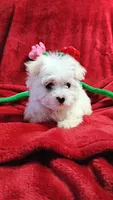 Boy 3, a male Maltese for sale in Lillington, NC – Photo 1 of 7