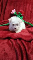 Boy 3, a male Maltese for sale in Lillington, NC – Photo 7 of 7