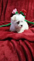 Boy 3, a male Maltese for sale in Lillington, NC – Photo 2 of 7