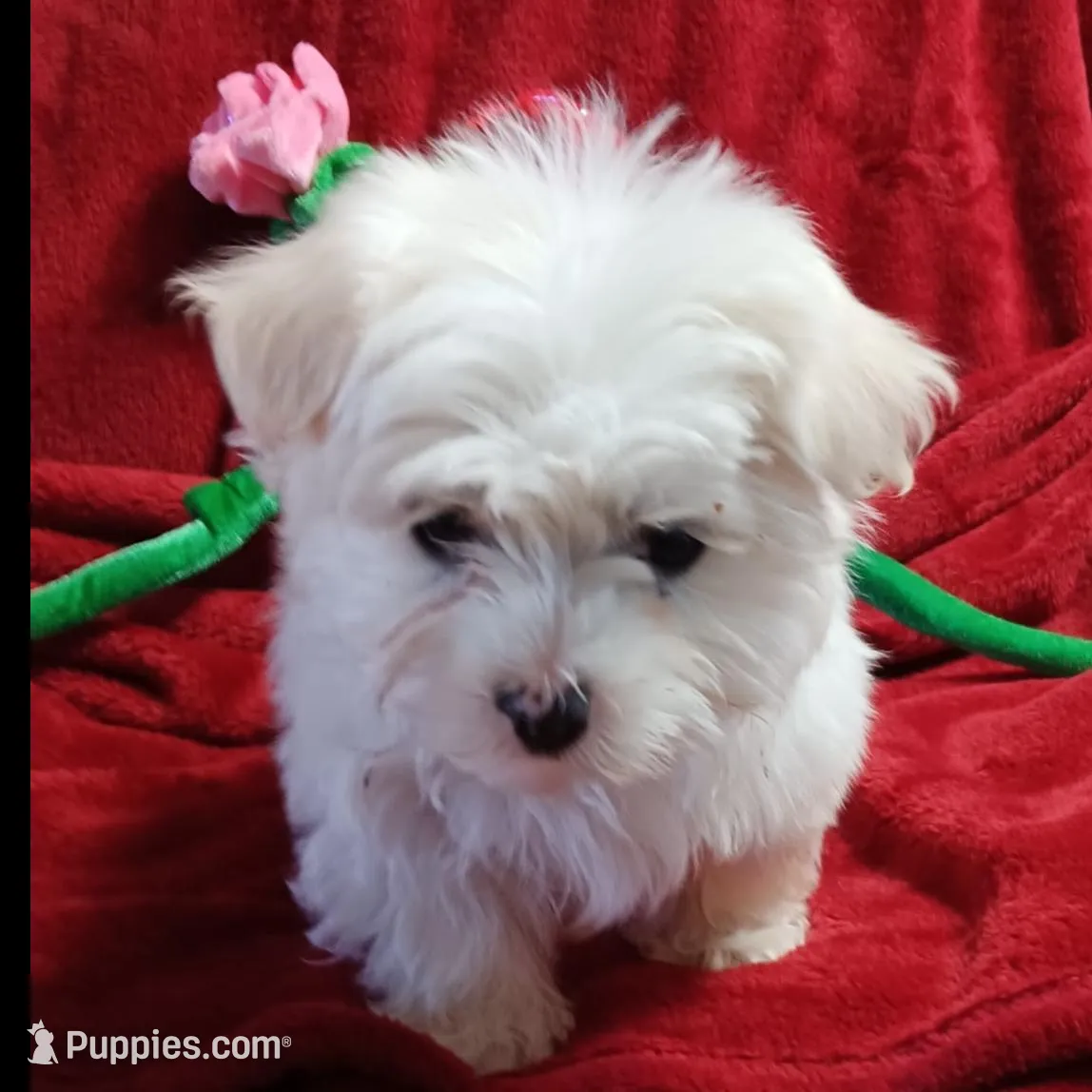 Boy 3, a male Maltese for sale in Lillington, NC – Photo 3 of 7