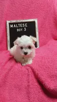 Boy 3, a male Maltese for sale in Lillington, NC – Photo 6 of 7