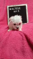 Boy 3, a male Maltese for sale in Lillington, NC – Photo 5 of 7