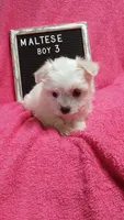 Boy 3, a male Maltese for sale in Lillington, NC – Photo 4 of 7