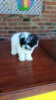 Toy Parti Maltipoo, a female Maltipoo for sale in Lillington, NC – 10 of 10