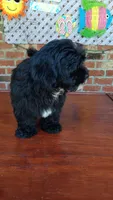 Tuxedo Maltipoo, a female Maltipoo for sale in Lillington, NC – 4 of 9