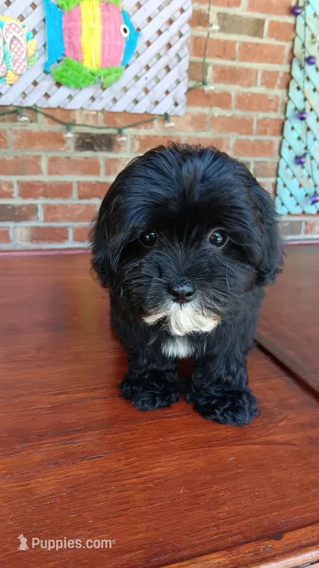 Tuxedo Maltipoo – Maltipoo puppy for sale in Lillington, NC