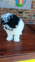 Toy Parti Maltipoo, a female Maltipoo for sale in Lillington, NC – 6 of 10