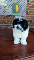Toy Parti Maltipoo, a female Maltipoo for sale in Lillington, NC – 3 of 10