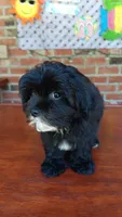 Tuxedo Maltipoo, a female Maltipoo for sale in Lillington, NC – 7 of 9
