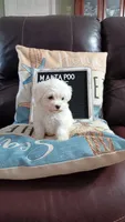 MaltaPoo #1, a male Maltipoo for sale in Lillington, NC – 2 of 3