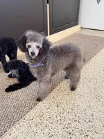 #2, a female Poodle - Toy  for sale in Jersey city nj, JERSEY CITY NJ – 3 of 5