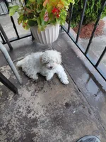 #1, a male Poodle - Toy  for sale in Jersey city nj, JERSEY CITY NJ – 2 of 4