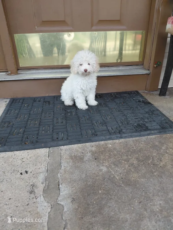 #1 – Poodle - Toy  puppy for sale in Jersey city nj 