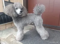 #2, a female Poodle - Toy  for sale in Jersey city nj, JERSEY CITY NJ – 2 of 5