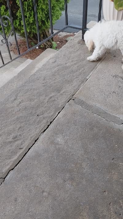 #1, a male Poodle - Toy  for sale in Jersey city nj, JERSEY CITY NJ – 3 of 4