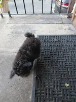 #2, a female Poodle - Toy  for sale in Jersey city nj, JERSEY CITY NJ – 4 of 5