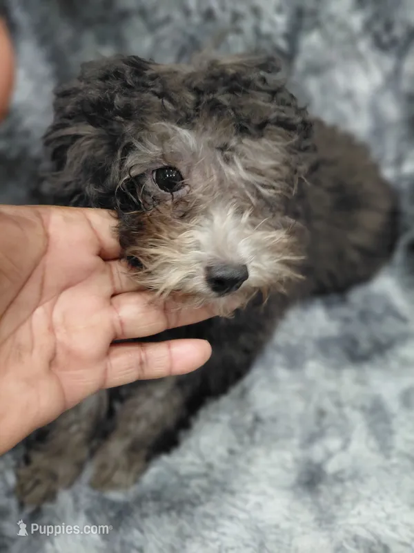 #2 – Poodle - Toy  puppy for sale in Jersey city nj 
