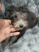 #2, a female Poodle - Toy  for sale in Jersey city nj, JERSEY CITY NJ – 1 of 5
