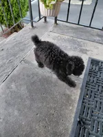 #2, a female Poodle - Toy  for sale in Jersey city nj, JERSEY CITY NJ – 5 of 5