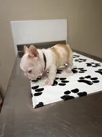 Nugget, a male French Bulldog for sale in Mount Olive, NC – 2 of 2
