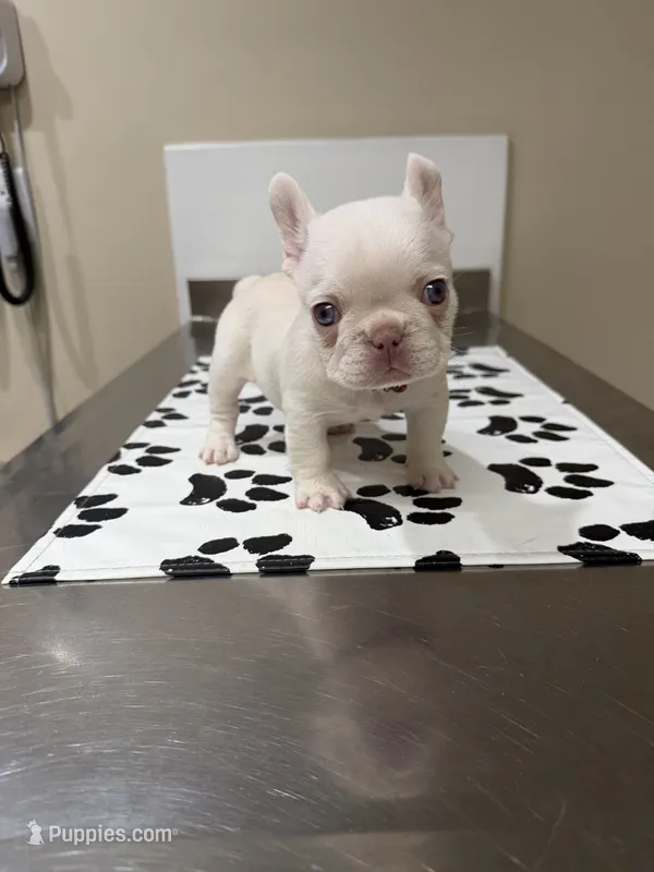 Subzero – French Bulldog puppy for sale in Mount Olive, NC