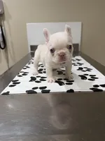 Subzero, a male French Bulldog for sale in Mount Olive, NC – 1 of 2