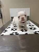 Subzero, a male French Bulldog for sale in Mount Olive, NC – 2 of 2