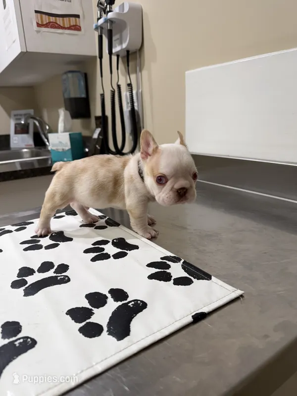 Nugget – French Bulldog puppy for sale in Mount Olive, NC