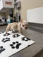 Nugget, a male French Bulldog for sale in Mount Olive, NC – 1 of 2