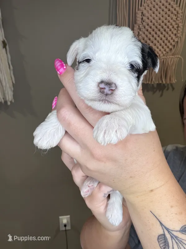 Puppy 1  – Miniature Schnauzer puppy for sale in Science Hill, KY