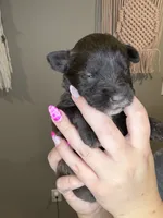 Puppy 4 , a male Miniature Schnauzer for sale in Science Hill, KY – 2 of 2