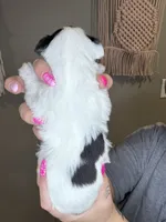 Puppy 2, a female Miniature Schnauzer for sale in Science Hill, KY – 2 of 2