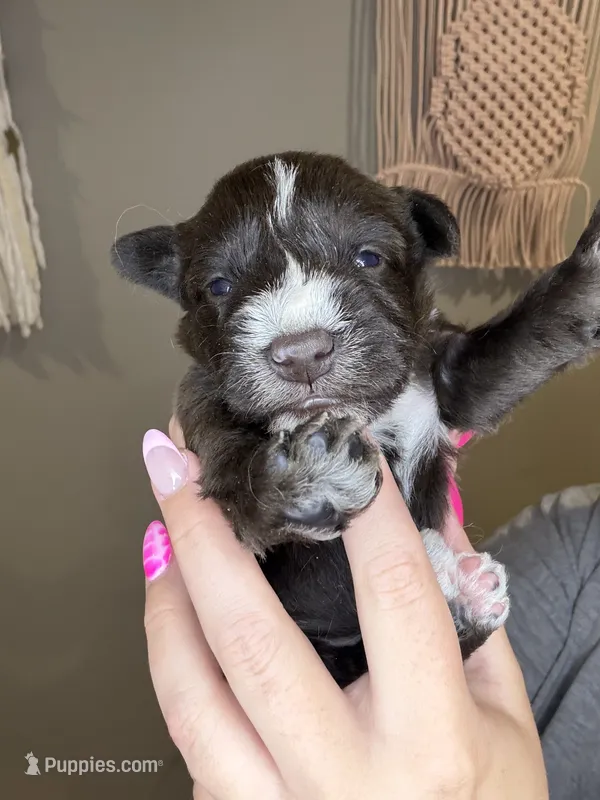 Puppy 3 – Miniature Schnauzer puppy for sale in Science Hill, KY