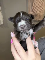 Puppy 3, a male Miniature Schnauzer for sale in Science Hill, KY – 1 of 2