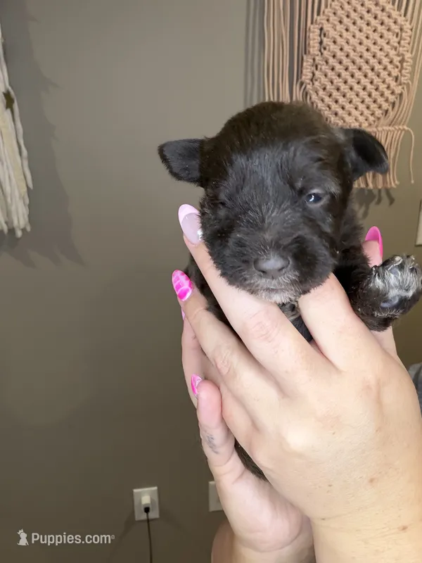 Puppy 4  – Miniature Schnauzer puppy on hold in Science Hill, KY