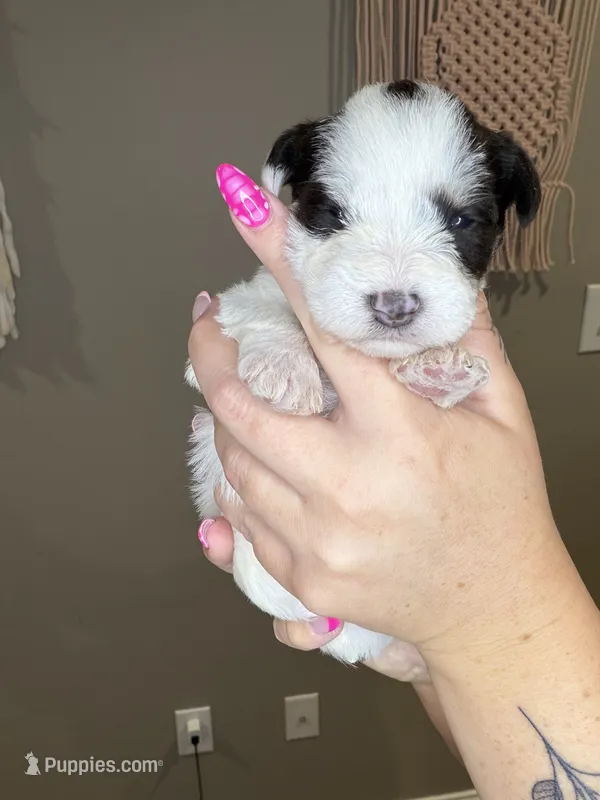 Puppy 2 – Miniature Schnauzer puppy for sale in Science Hill, KY