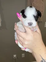 Puppy 2, a female Miniature Schnauzer for sale in Science Hill, KY – 1 of 2