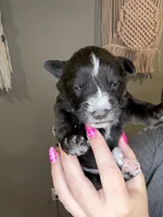 Puppy 3, a male Miniature Schnauzer for sale in Science Hill, KY – 2 of 2