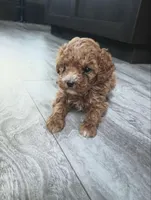 Robin, a male Poodle - Miniature  for sale in Memphis, MO – 1 of 6