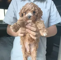 Robin, a male Poodle - Miniature  for sale in Memphis, MO – 2 of 6