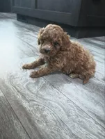 Robin, a male Poodle - Miniature  for sale in Memphis, MO – 4 of 6