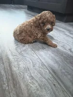 Robin, a male Poodle - Miniature  for sale in Memphis, MO – 3 of 6