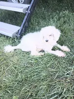 Sky, a female Poodle - Miniature  for sale in Memphis, MO – 5 of 6
