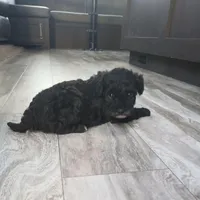 Sky, a female Poodle - Miniature  for sale in Memphis, MO – 4 of 6