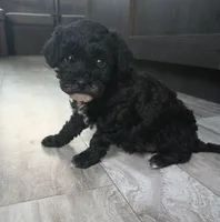 Sky, a female Poodle - Miniature  for sale in Memphis, MO – 2 of 6